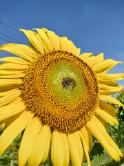 sunflower and bee