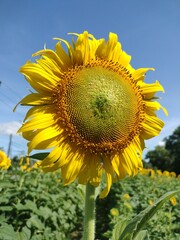 sunflower in the field