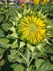 sunflower and bee