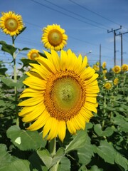 sunflowers in the field.