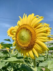 sunflower in the field