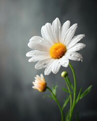 Obraz premium macro shot of a single daisy flower with raindrops under soft side lighting