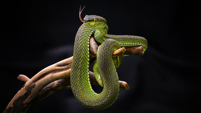 green snake on a white background