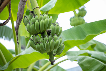 Raw bananas on the tree