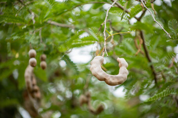 Tamarind Pod tree in the field