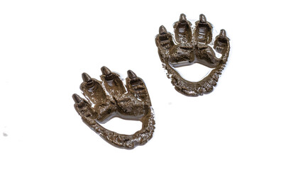 Two fossilized dinosaur tracks suggest prehistoric existence on black background.