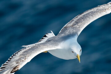 A beautiful seagull in flight over the sea