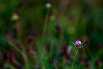 pink flower in the garden