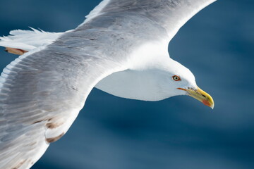 A beautiful seagull in flight over the sea