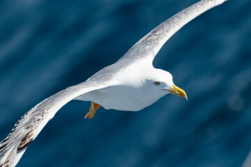A beautiful seagull in flight over the sea