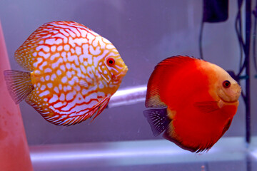 discus red fish in aquarium