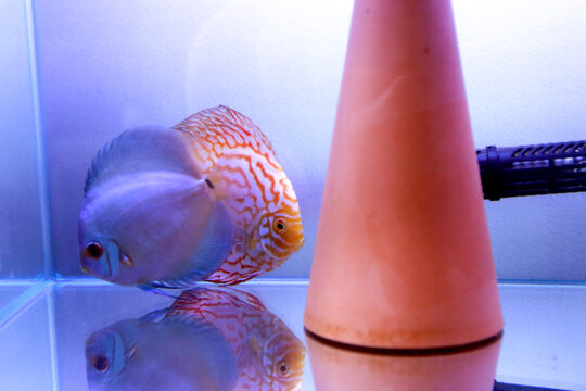 Discus couple in aquarium - Powered by Adobe
