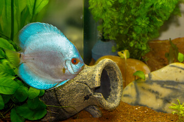 Discus Blue tropical fish in aquarium