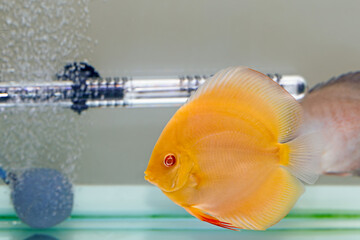 Discus fish in aquarium