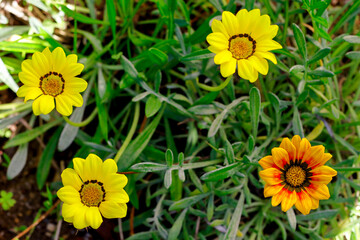 yellow flowers in the garden