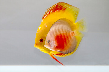 Discus yellow fish in aquarium
