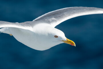 A beautiful seagull in flight over the sea