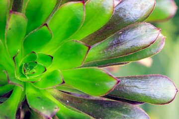 succulent plant in bloom