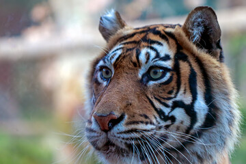 portrait of a tiger
