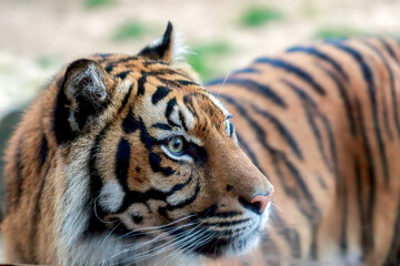 portrait of a tiger