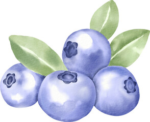 watercolor blueberry