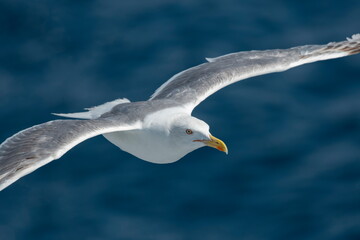A beautiful seagull in flight over the sea