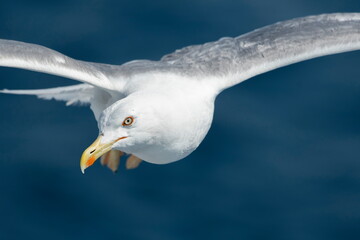 A beautiful seagull in flight over the sea