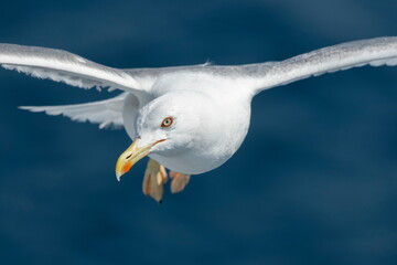 A beautiful seagull in flight over the sea