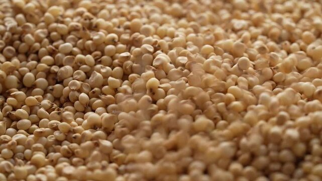 Macro video of jowar or great millets. Close up video of sorghum on rotating disk.