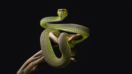 green snake on black background