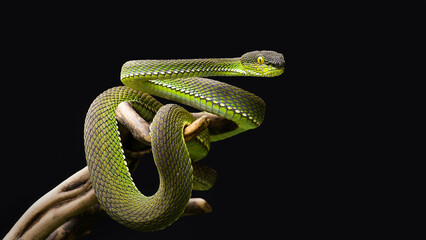 a green snake