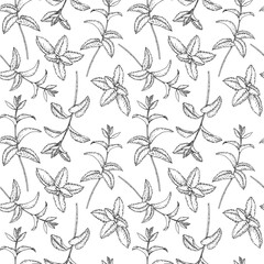 Mint branches seamless pattern. Vector ornament hand drawn with ink and isolated on white background. Template for label design