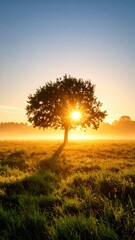Sun illuminates tree in field; warm light, clear sky, golden hour