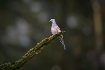 black tailed hummingbird