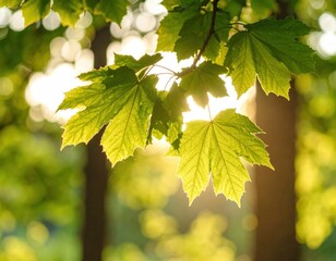 Sunlight streams through green leaves, creating a warm, bright image