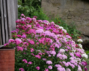 Vibrant Sweet William Blooms by Rustic Fence - Colorful Countryside Garden Scene