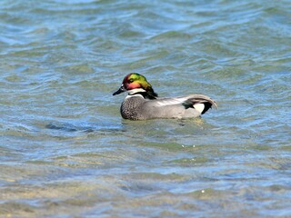 Mallard male on clear water