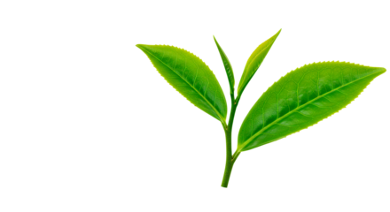 Vibrant green tea leaves, a symbol of freshness and natural health, against a dark backdrop.