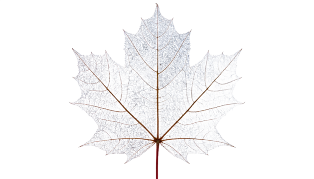 Delicate maple leaf with icy frost on a stark black background showcases intricate details