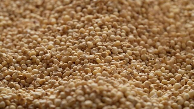 Macro video of jowar or great millets. Close up video of sorghum on rotating disk.