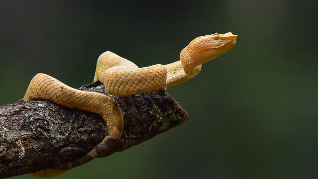 lizard on a tree