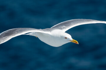 A beautiful seagull in flight over the sea