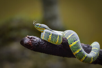close up of a snake