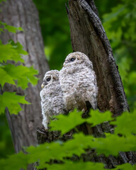 Barred Owlets
