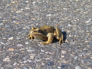 エゾアカガエル