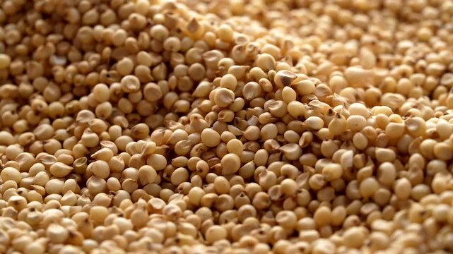 Macro video of jowar or great millets. Close up video of sorghum on rotating disk.