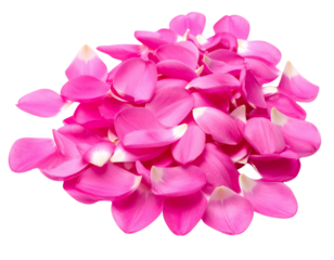Dynamic Semicircle Sweep of Pink Tulip Petals with Glossy Texture, White Background