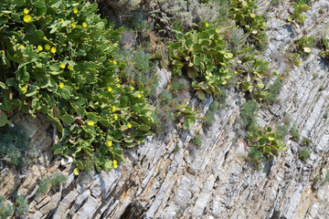 Vibrant Prickly Pear Cactus with Yellow Blooms Thriving on a Rocky Cliffside in Montenegro