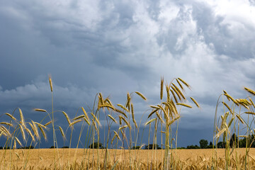 Mature rye plants with storm clouds in the background. 