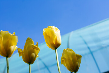 Yellow tulips standing tall against a clear blue sky, with a faint outline of a greenhouse in the distant background.